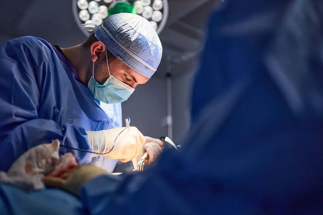 Facelift Scars: What To Expect After Surgery